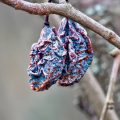 prunes-4670897_640