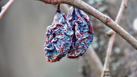 À quelles maladies peut etre exposé un jardin?